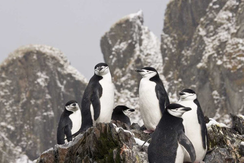 South Georgia Isl, Cooper Bay Chinstrap penguins by Don Paulson - Item # VARPDXAN01BJA0070