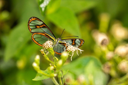 Caribbean-Trinidad-Asa Wright Nature Center Agnosia clearwing butterfly feeding by Jaynes Gallery - Item # VARPDXCA43BJY0075