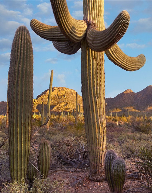 Tucson Mountains-Saguaro National Park-Arizona by Tim Fitzharris - Item # VARPDX60775