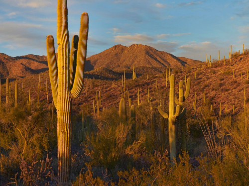 Tucson Mountains-Saguaro National Park-Arizona by Tim Fitzharris - Item # VARPDX60772