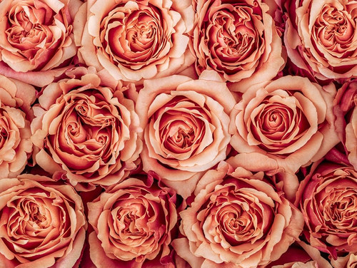 Background of roses by Assaf Frank - Item # VARPDXAF20090201011C04G