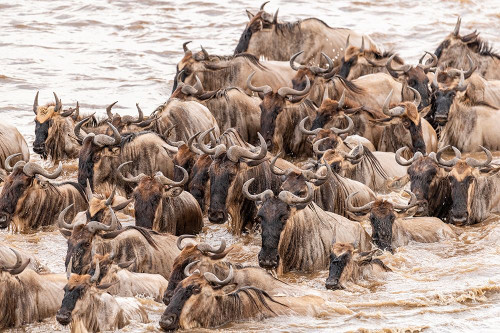 Africa-Tanzania-Serengeti National Park Wildebeests crossing Mara River by Jaynes Gallery - Item # VARPDXAF45BJY0323