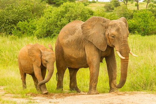 Africa-Tanzania-Tarangire National Park African elephant adult and baby by Jaynes Gallery - Item # VARPDXAF45BJY0292
