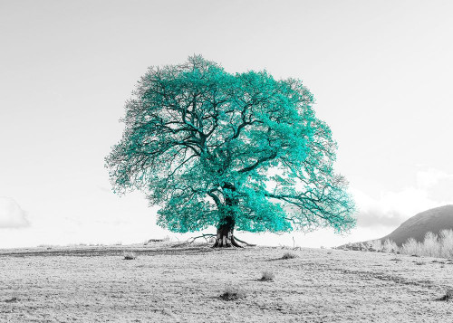 Tree on a hill by Assaf Frank - Item # VARPDXAF201911102933PANOPC21
