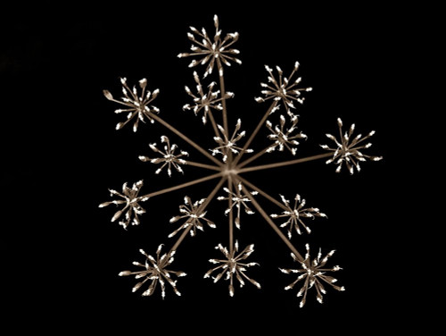 Cow parsley by Assaf Frank - Item # VARPDXAF20080616008C01G