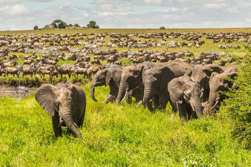 Africa-Tanzania-Serengeti National Park Migration of zebras and wildebeests with elephant herd by Jaynes Gallery - Item # VARPDXAF45BJY0161