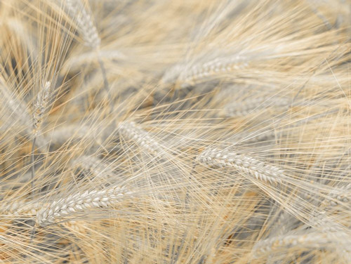 Wheat field by Assaf Frank - Item # VARPDXAF20190624318
