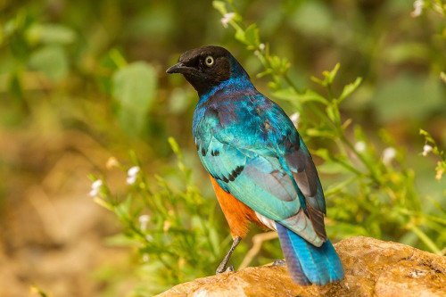 Africa-Tanzania-Serengeti National Park Superb starling close-up by Jaynes Gallery - Item # VARPDXAF45BJY0071