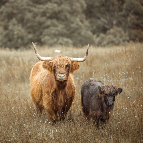 Highland Cows by Assaf Frank - Item # VARPDXAF201808243042C03