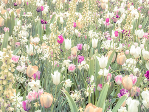 Colorful Tulip flowers by Assaf Frank - Item # VARPDXAF20170504357C01