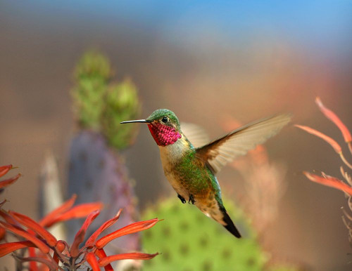Broad Tailed Hummingbird by Tim Fitzharris - Item # VARPDX61380