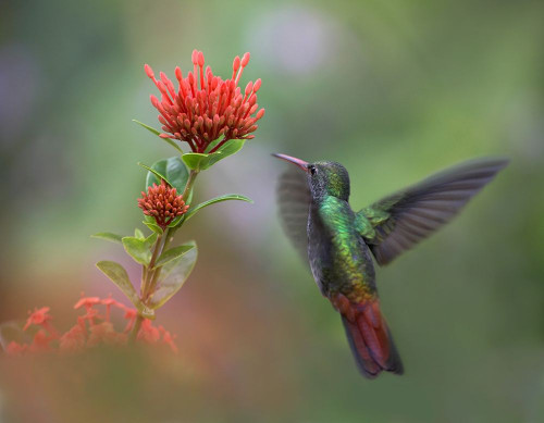 Rufous Tailed Hummingbird by Tim Fitzharris - Item # VARPDX61353
