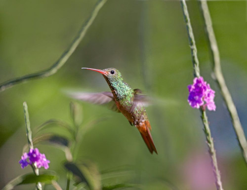 Rufous Tailed Hummingbird by Tim Fitzharris - Item # VARPDX61347