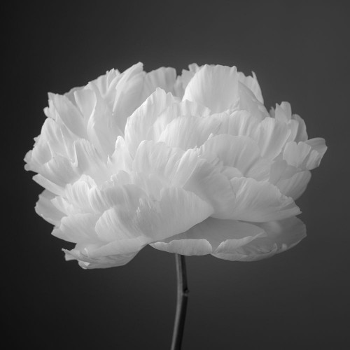 Peony flower by Assaf Frank - Item # VARPDXAF20160705226C02