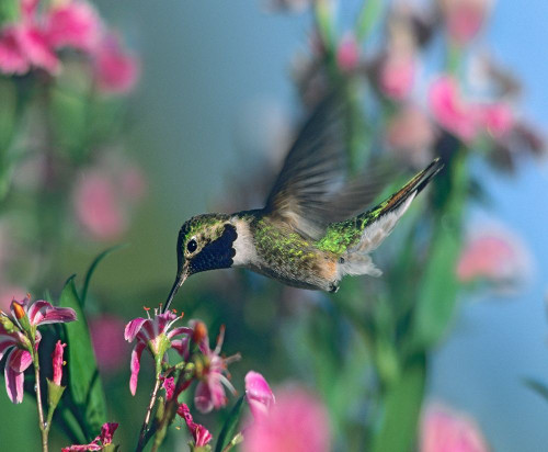 Black Chinned Hummingbird by Tim Fitzharris - Item # VARPDX61333