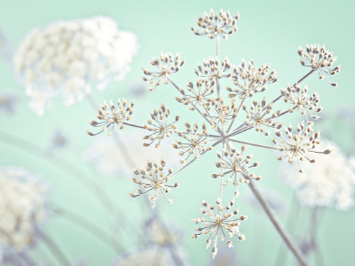 Cow parsley flower by Assaf Frank - Item # VARPDXAF20140724040C01G