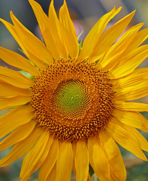 Sunflowers by Tim Fitzharris - Item # VARPDX61093
