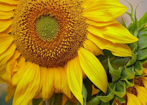 Sunflowers by Tim Fitzharris - Item # VARPDX61090