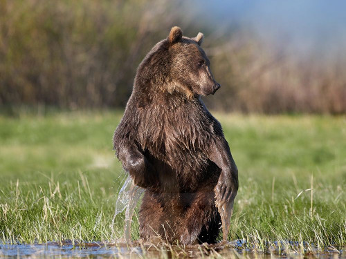 Grizzly bear by Tim Fitzharris - Item # VARPDX59056