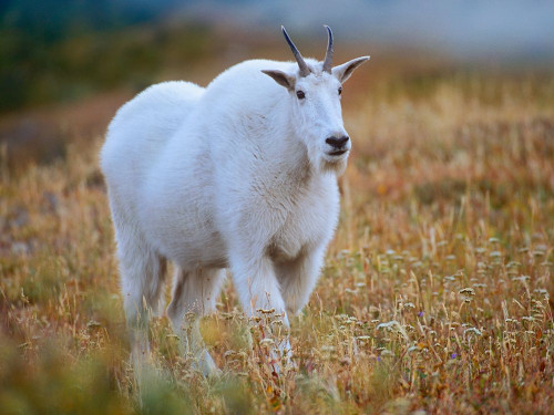 Mountain goat by Tim Fitzharris - Item # VARPDX59029