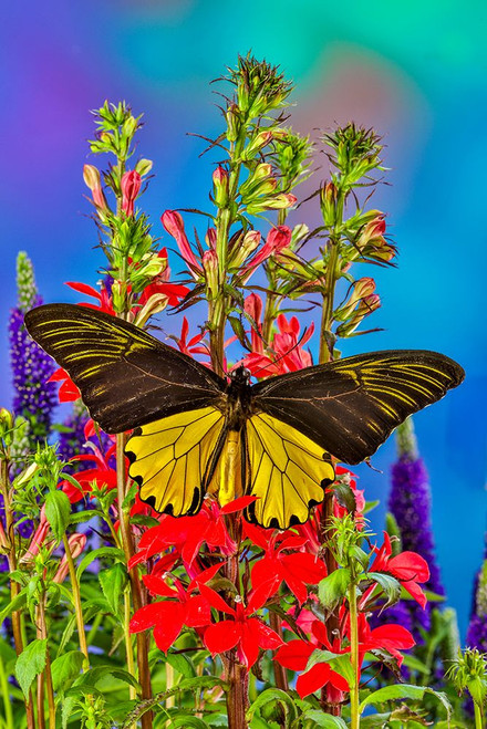 USA-Washington State-Issaquah Butterfly on flowers Poster Print - Hollice Looney