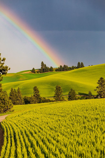 USA-Washington State-Palouse-Colfax Green fields of wheat Pine trees Rainbow Poster Print - Emily M. Wilson