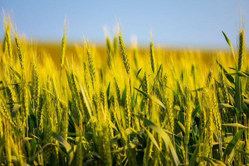 USA-Washington State-Palouse-Colfax Green wheat Poster Print - Emily M. Wilson
