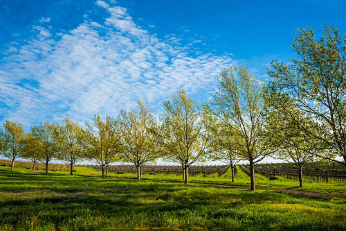 USA-WA-Walla Walla Spring morning on a Walla Walla vineyard Poster Print - Richard Duval