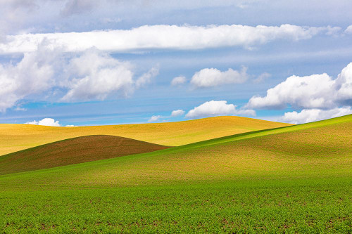 USA-Washington State-Palouse Pullman Rolling fields of wheat Poster Print - Emily M. Wilson
