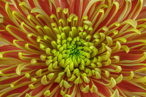 USA-Washington State-Seabeck Close-up of chrysanthemum blossom Poster Print - Gallery Jaynes