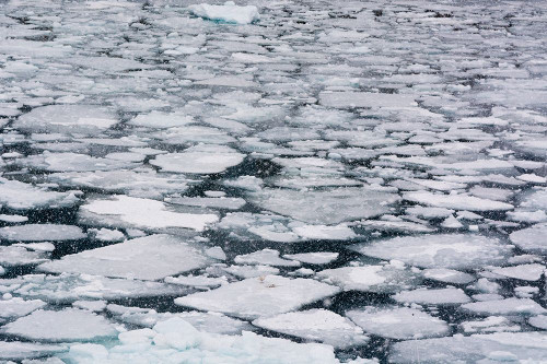 Pack ice in Disko Bay during a snow storm Ilulissat-Greenland Poster Print - Sergio Pitamitz