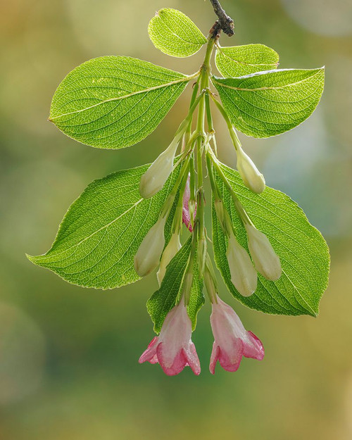 USA-Washington State-Seabeck Close-up of weigela blossoms and leaves Poster Print - Gallery Jaynes