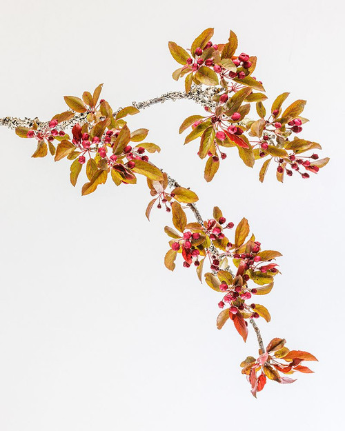 USA-Washington State-Seabeck Crabapple branches in spring Poster Print - Gallery Jaynes