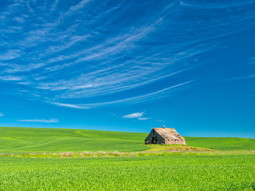 USA-Washington State-Palouse Region Old barn in spring wheat field