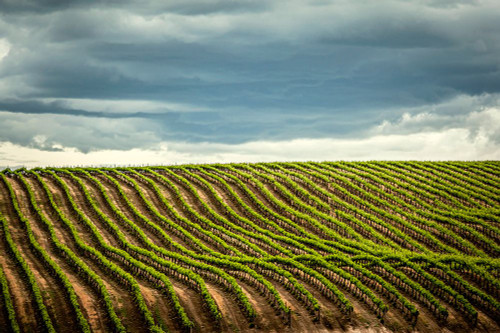 USA-WA-Yakima Valley Rows in a Washington vineyard at spring Poster Print - Richard Duval