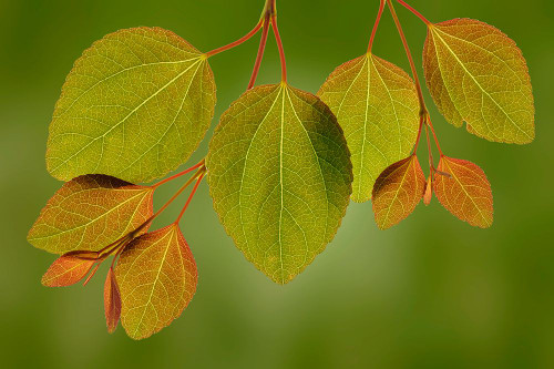 USA-Washington State-Seabeck Close-up of katsura tree leaves in spring Poster Print - Gallery Jaynes