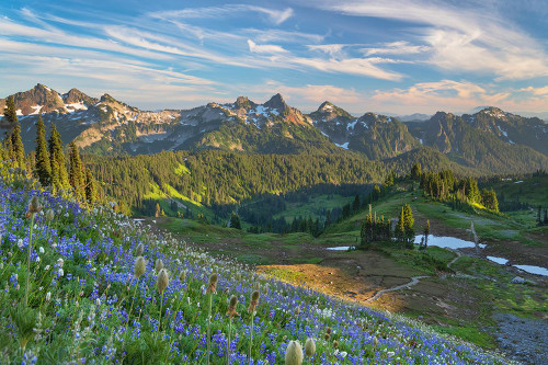 Tatoosh Range-Mount Rainier NP-Washington State Poster Print - Alan Majchrowicz