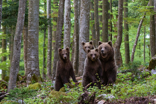 A female European brown bear and her three cubs Notranjska-Slovenia Poster Print - Sergio Pitamitz
