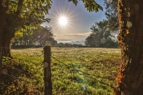 Spain-Galicia Early morning on the Camino de Santiago near Vilei Poster Print - Hollice Looney