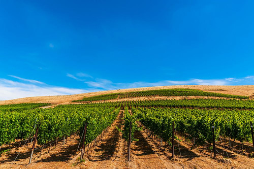 USA-WA Vineyard with increasing elevation-Red Mountain in Washingtons Yakima Valley Poster Print - Richard Duval