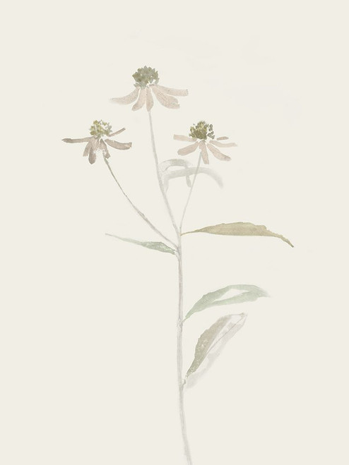 Fragile Blossom Dance Poster Print - B Flora