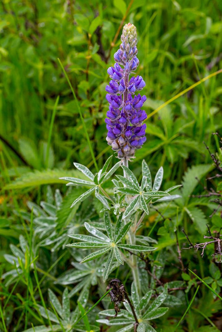 Common lupine wildflower in Utah Poster Print - Larry Richardson