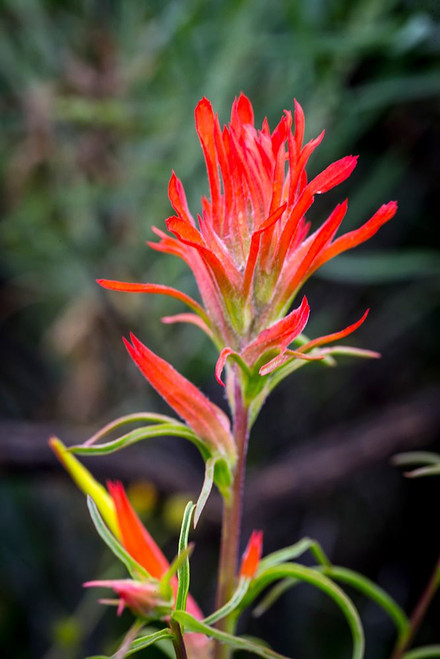 Indian paintbrush in Utah Poster Print - Larry Richardson