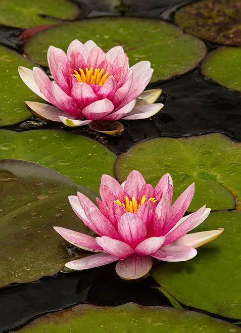 Pink and white hybrid water lily-North Carolina Poster Print - Adam Jones
