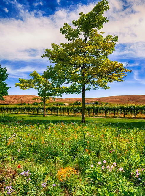 USA-WA-Red Mountain Spring flowers border a vineyard in Washingtons Yakima Valley Poster Print - Richard Duval