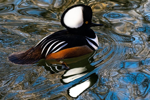 USA-Utah Hooded Merganser