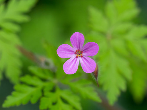 USA-Washington State Wild Geranium Poster Print - Jamie and Wild