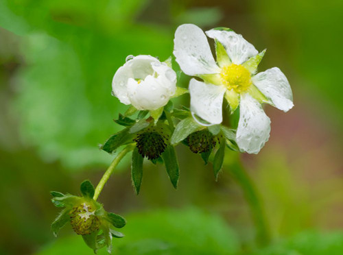 USA-Washington State Strawberry blossoms Poster Print - Jamie and Wild