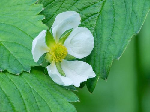USA-Washington State Strawberry blossom Poster Print - Jamie and Wild