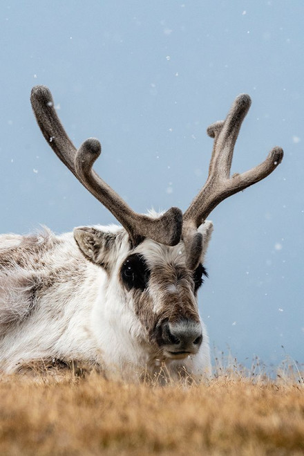 A Svalbard reindeer-Rangifer tarandus-in snowy tundra Norway Poster Print - Sergio Pitamitz